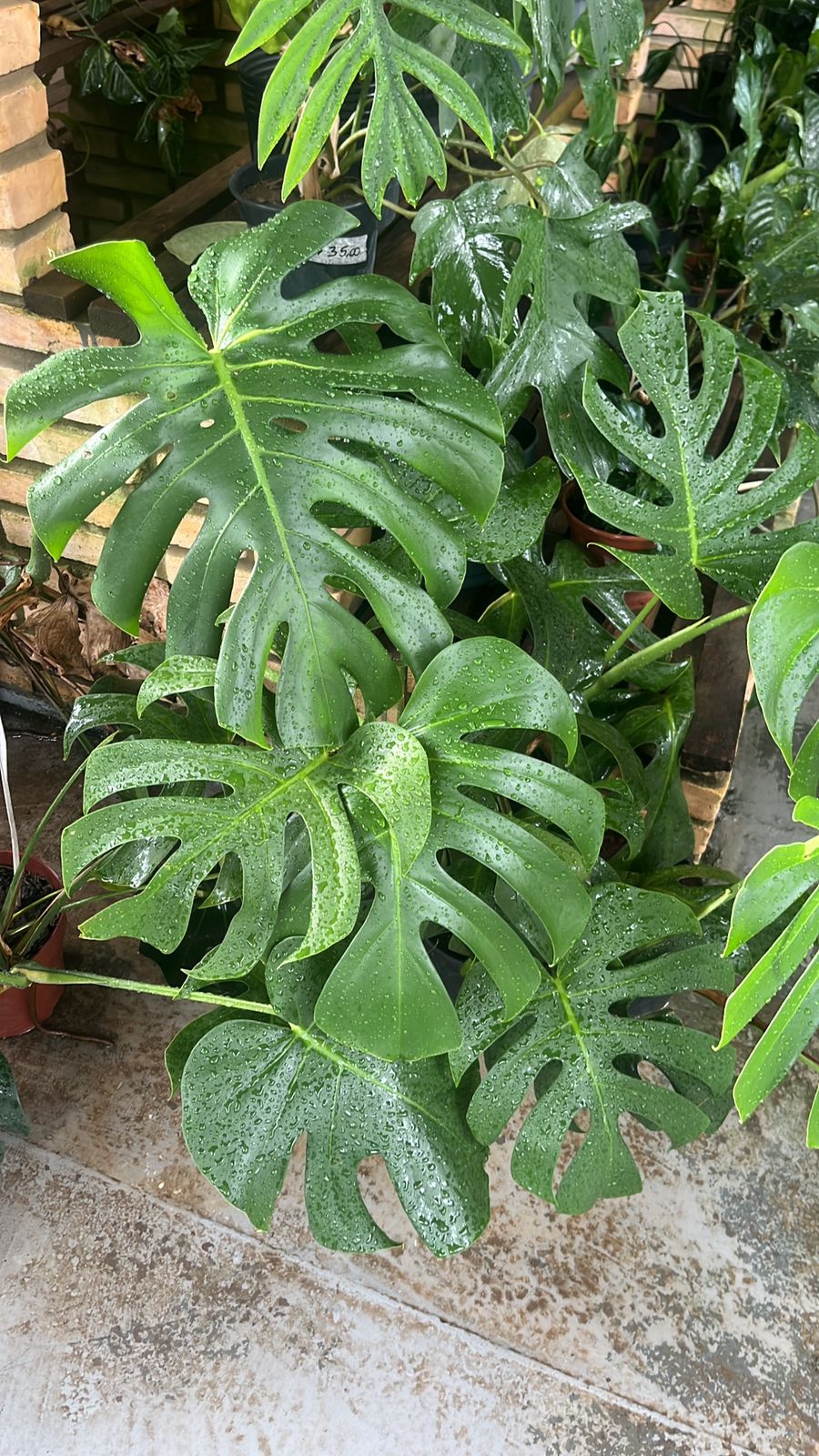 Pimenteiras ornamentais
